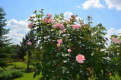 Vila Raze de Soare - Mini gradina botanica, Oradea