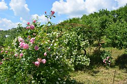 Vila Raze de Soare - Mini gradina botanica, Oradea