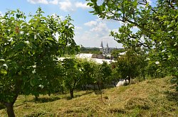 Vila Raze de Soare - Mini gradina botanica, Oradea
