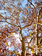Villa and Garden Tire, Oravița·, Photo: Ramona Stângu