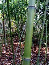 Villa and Garden Tire, Oravița·, Photo: Ramona Stângu
