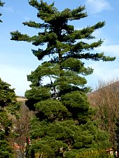 Oraviţa: Villa and Garden Tire