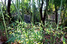 Villa and Garden Tire, Oravița·, Photo: Ramona Stângu