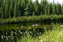 Tăul cu brazi, Fotó: Mihai Bursesc