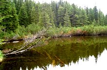 Tăul dintre brazi, Fotó: Petrescu Nicolae