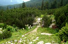 Útban a Tăul dintre Brazi,  a Fenyők közti tó felé, Fotó: Petrescu Nicolae