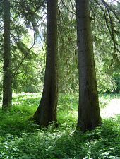 Lunca Berhinda, Foto: Florica Crișan