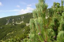 Prin jnepeniș, Foto: Radu Dârlea