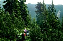 Útban a Galesu tó felé, Fotó: Petrescu Nicolae