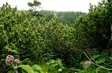 Útban a Galesu tó felé, Fotó: Petrescu Nicolae