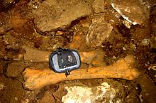 A Zeicului barlang, Ursus Spelaeus csontok, Fotó: Augustin Ardeleleanu