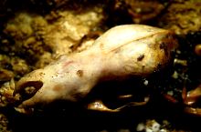 A Zeicului barlang, Fotó: Augustin Ardeleleanu