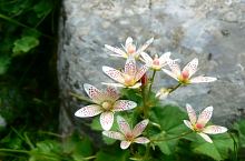 Bucura tó - Câmpul lui Neag jelzett turistaút, Retyezát hegység, Fotó: Marian Ghibu