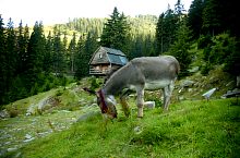 Buta, Fotó: Florina Crișan
