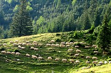 Stana de Rau, Muntii Retezat, Foto: Mihai Păcuraru