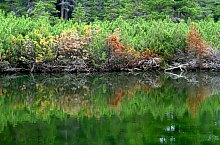 Lake between trees, Retezat mountains·, Photo: Sorin Nicolas
