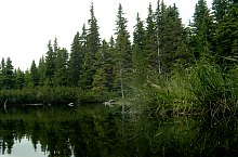 Lake between trees, Retezat mountains·, Photo: Mihai Bursesc