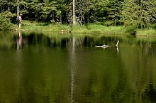 Lake between trees, Retezat mountains·, Photo: Mihai Bursesc
