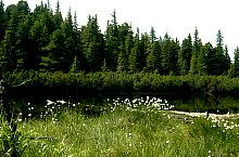 Lake between trees, Retezat mountains·, Photo: Mihai Bursesc