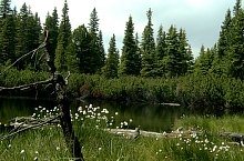 Lake between trees, Retezat mountains·, Photo: Mihai Bursesc