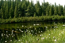 Lake between trees, Retezat mountains·, Photo: Mihai Bursesc