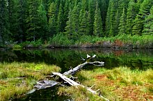 Lake between trees, Retezat mountains·, Photo: Andrei Pop