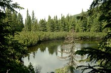 Lake between trees, Retezat mountains·, Photo: Mihai Bursesc