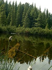 Lake between trees, Retezat mountains·, Photo: Mihai Bursesc