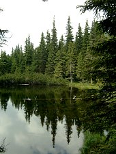 Lake between trees, Retezat mountains·, Photo: Mihai Bursesc