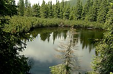 Lake between trees, Retezat mountains·, Photo: Mihai Bursesc