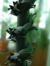 Biblioteca Academiei, Casa Ormós, Timisoara, Foto: Sergiu Stefanov