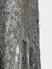 Turnul de apa din Fabric, Timisoara, Foto: Sergiu Stefanov